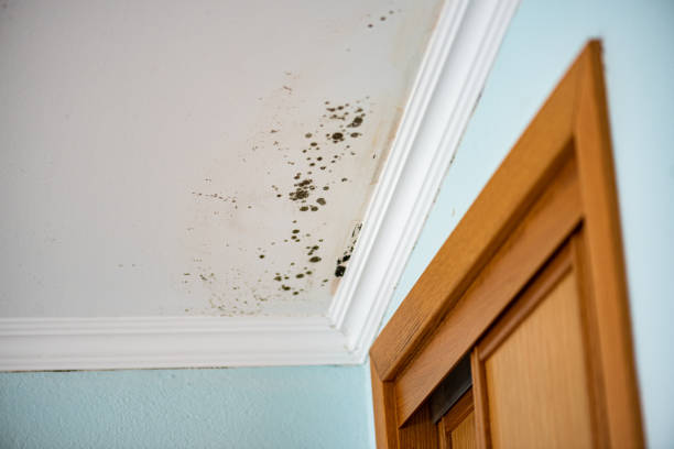 Best Mold Removal and Inspection  in Dunlap, IN
