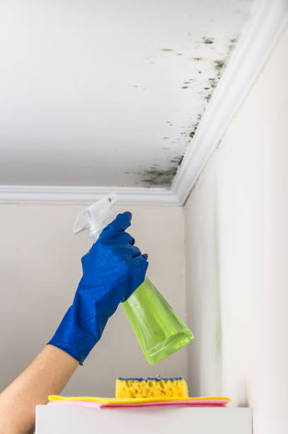 Mold Removal and Inspection in Dunlap, IN